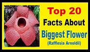 The Biggest Flower (Rafflesia Arnoldii) - Facts