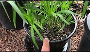 Growing UMBRELLA PAPYRUS (collected) = Cyperus Alternifolius = Umbrella Palm