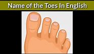 Name of the toes in english | toe names | toe