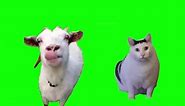 [GREEN SCREEN] Goat talking to clueless Huh Cat Meme Template