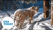 Nature camera snaps picture of rare Siberian tiger | USA TODAY