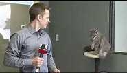 CBC reporter interrupted by cat