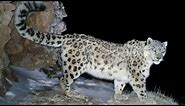 Powerful Snow Leopard Lets Out a Mighty Squeak