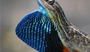 Fan Throated Lizard (Sitana ponticeriana) by Dr. Akash Akinwar