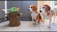 Baby Yoda In Real Life ! Amazing Cool Star Wars Animation !