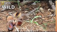 Camel Spider Captures, Kills Millipede at ‘Warp Speed’ | Nat Geo Wild