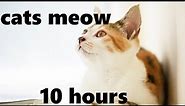 Gentle Sounds of Cats Meowing (10 hours)