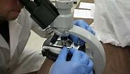 Asbestos testing with Polarizing Light Microscope