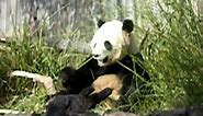 Tai Shan: Giant Panda Cub