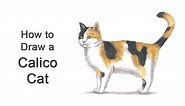 How to Draw a Cat (Calico)