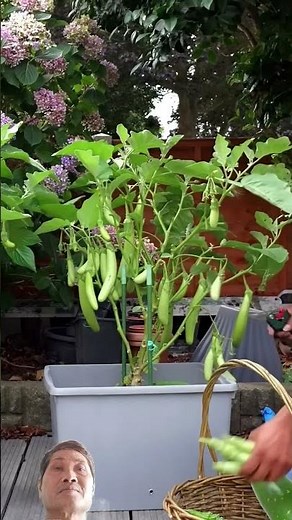 xem cách lay ghép giống cà có trái vỏ màu trắng và màu xanh Trái rất nhiều