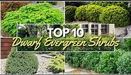 10 Must Have Dwarf Evergreen Shrubs for Easy Foundation Planting