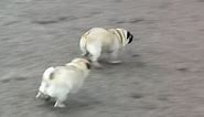 The Fastest Pug in the World - BOO