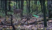 DEER HUNTING 2023 - Evianna Crossbow Whitetail Doe Hunt Pennsylvania - DROPS IN SIGHT - NO BLIND!