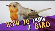 HOW TO DRAW A REALISTIC BIRD | Coloured Pencil Drawing Tutorial