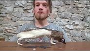 Ways to use a rat pencil case