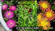 ICE PLANT CARE | Delosperma | potting . watering . sunlight