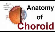 Anatomy of choroid
