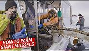 How a High-Tech Mussel Farm Produces 7,000 Pounds of Gigantic Mussels per Day — Dan Does