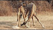 How Do Giraffes Fight? | A Neck Battle | Love Nature