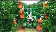 How Oranges Are Harvested in The Garden, The Most Modern Agricultural Harvesting Machines 2020