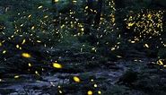 Tennessee fireflies: A summertime light show