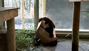 Edinburgh Zoo panda Yang Guang ditches treats to play with box in adorable video
