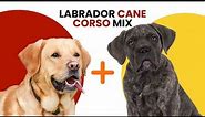 Labrador Cane Corso Mix AKA Lab Corso