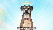 I’m In Heaven Now! So Sorry I Died. I Miss You So Much / Nathan For You's "Dog Heaven"