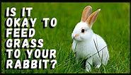 Is it Okay to Feed Grass to Your Rabbit?