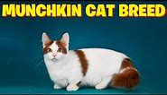 Munchkin Cat Breed-All You Need to Know