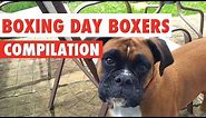 Boxing Day Boxer Dogs Video Compilation 2016