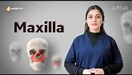 Maxilla Bone Location and Function Anatomy Lecture for Medical Students Learning
