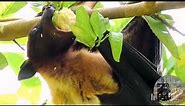 Giant Fruit Bat Eating Guava | Flying Fox (Bat)