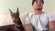 #stitch with @suavexavier He said “not this time” 🤣 #fyp#knox#viral#bear #fypシ #stitch #fyp #nai #knox #viral #duet | Love Pets