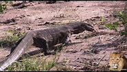 Watch The Biggest Water Monitor Lizard In Action