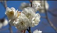 plum blossom movie