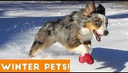 Funniest Winter Animal Video Compilation 2018 | Funny Pet Videos