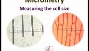 Micrometery : Measuring the cell size by ocular micrometer and stage micrometer
