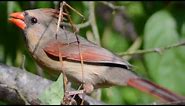 Female cardinal bird singing song / sounds