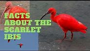 Facts About the Scarlet Ibis bird