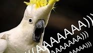 A Compilation of Some Dank Birb Videos (+ memes) (((AAAAA)))