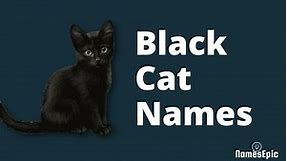 20 Black Cat Names | Creative and Cool Ideas | NamesEpic