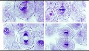 Mitotic cell division stages of Whitefish blastula