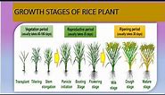 Growth stages of Rice plants // different stages are covered in detailed // in rice plant.....
