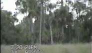 Dave Shealy's 2000 Skunk Ape Footage