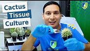 Cactus Tissue Culture: Propagation Secrets Revealed by Lab Director Francisco!