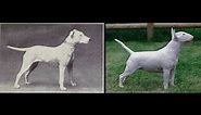Dog Breeds Then and Now - 100 years of Evolution and How Dogs have Changed