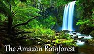 The Amazon Rainforest Facts (HD)