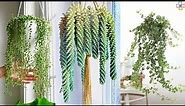 10 Best Low Light Hanging Houseplants for Your Home || Indoor Plants